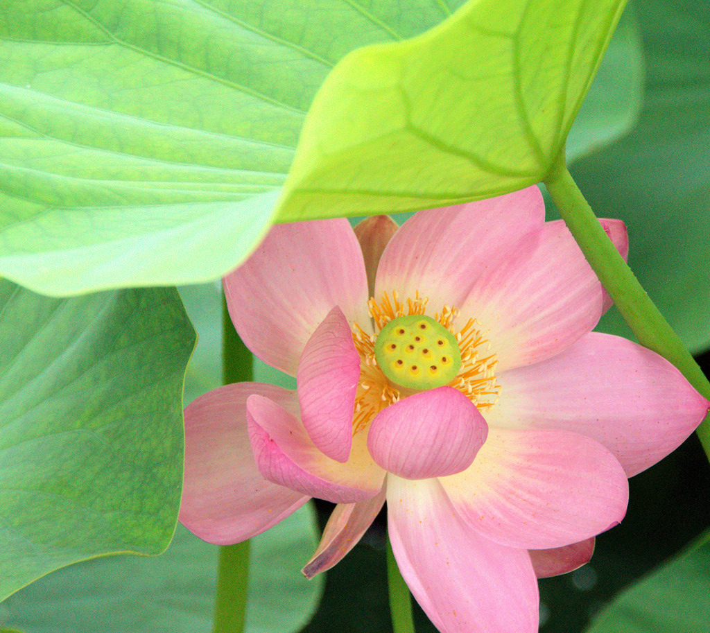 ピンクとグリーン