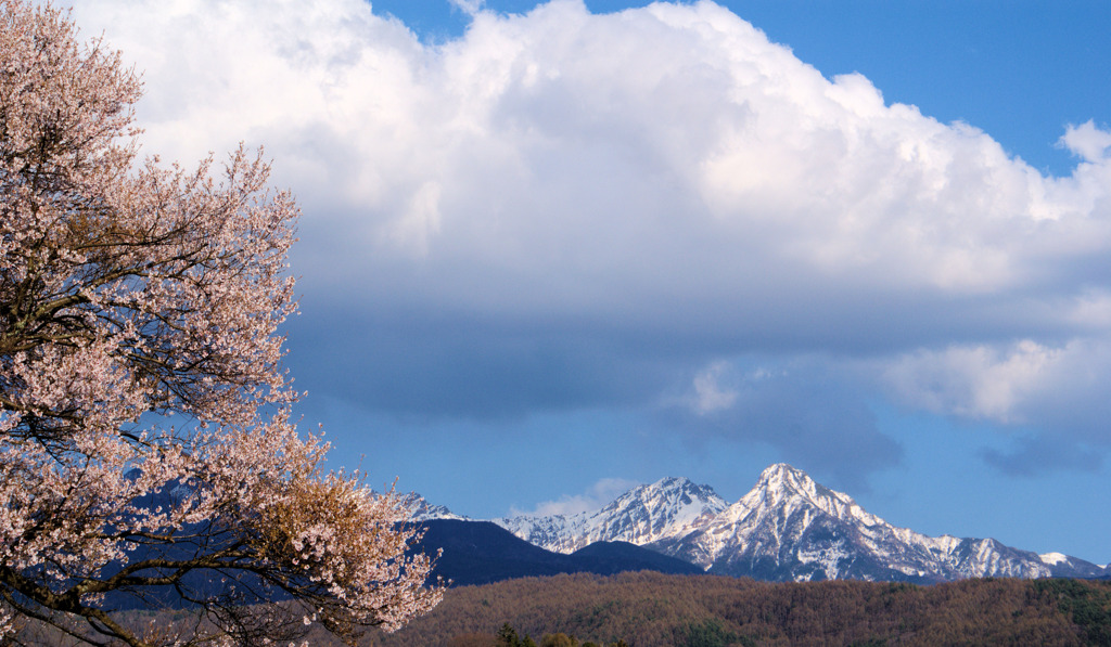 八ヶ岳とさくら