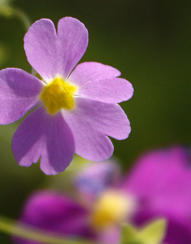 今朝の散歩にて 2