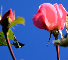 コミュニケーション