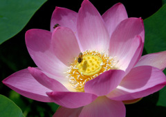 古代蓮　２～３千年前の種から