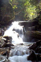 夏沢鉱泉付近にて