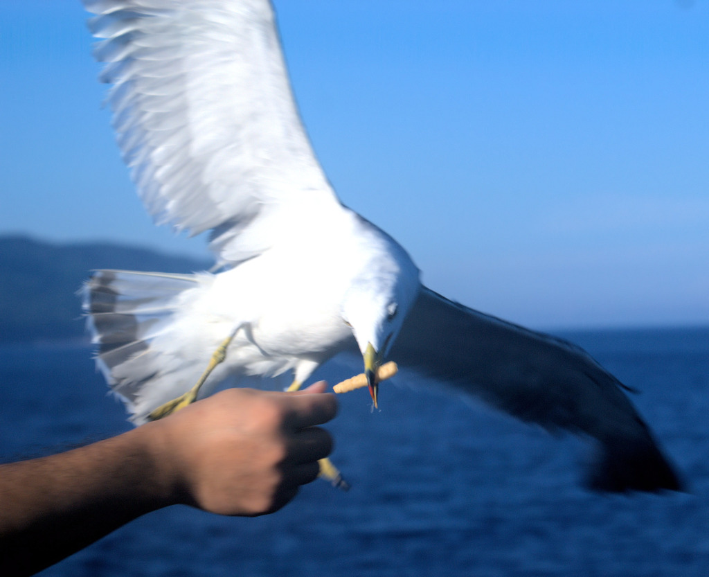 ナイスキャッチ