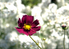 花のキャンバスにて