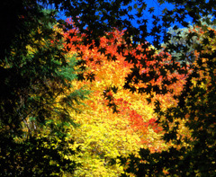 秋の色の祭典