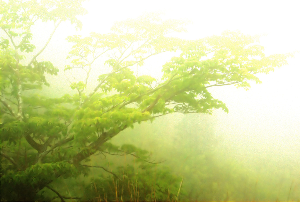 霧のなかの緑