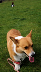 まろん少女を見捨てて