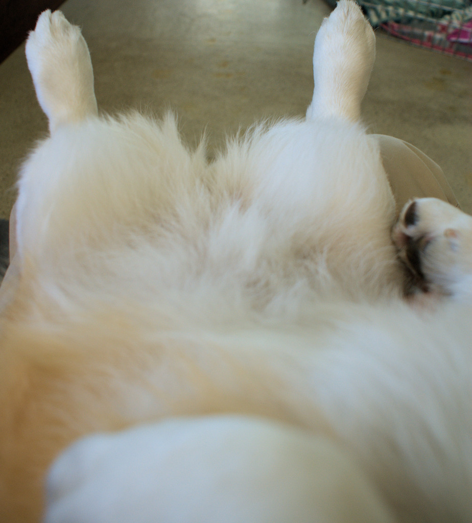 膝の上のマロン