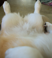 膝の上のマロン