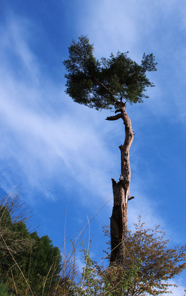 大きな一本松