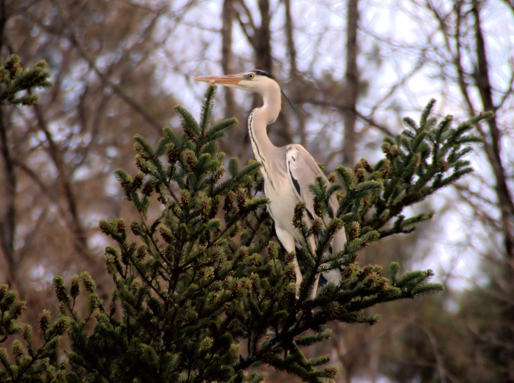 こんなところで偵察してる