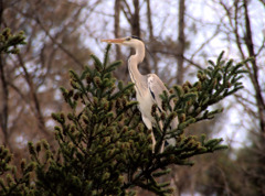 こんなところで偵察してる