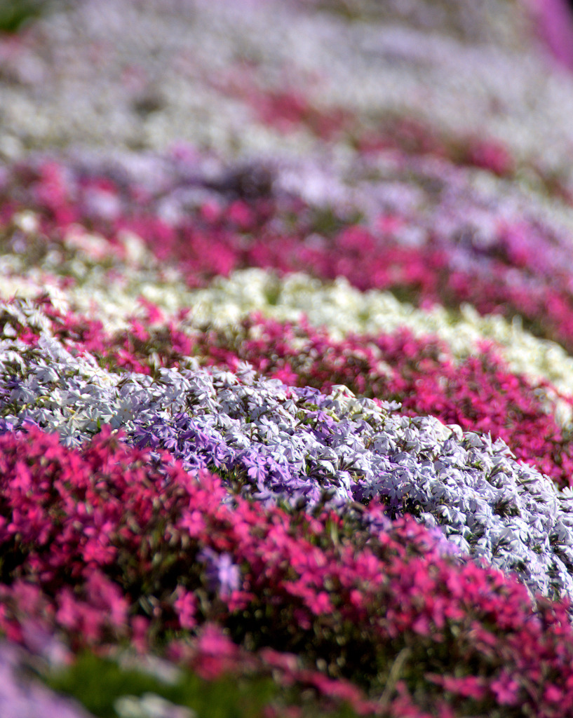 春グラデーション