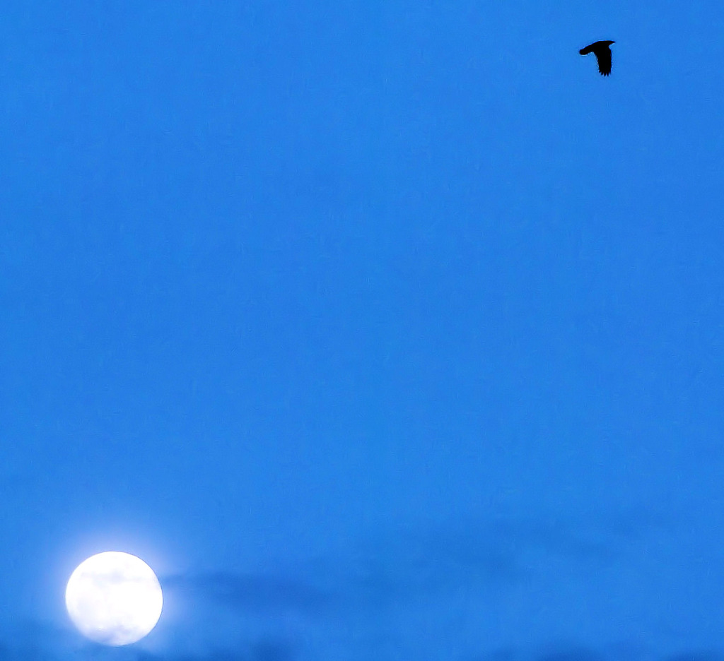 月にカラス