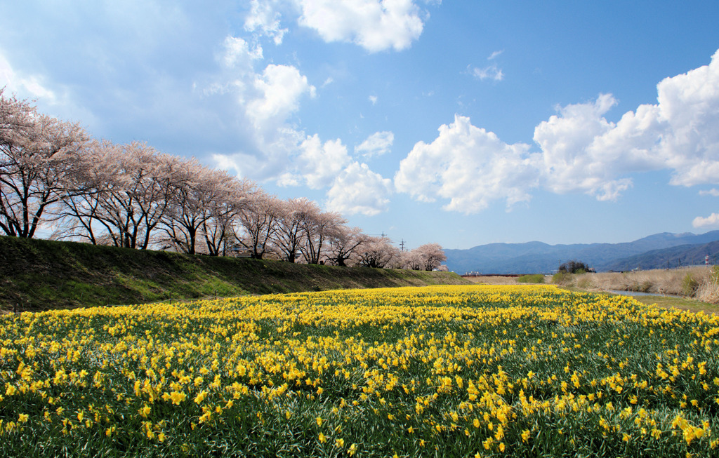 すみれとさくら
