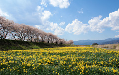 すみれとさくら