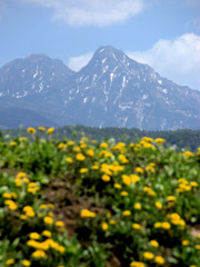 タンポポの岳