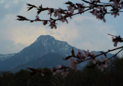 八ヶ岳と桜Ⅱ