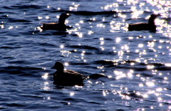 23012203 - コピー