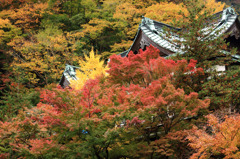 箱根紅葉6