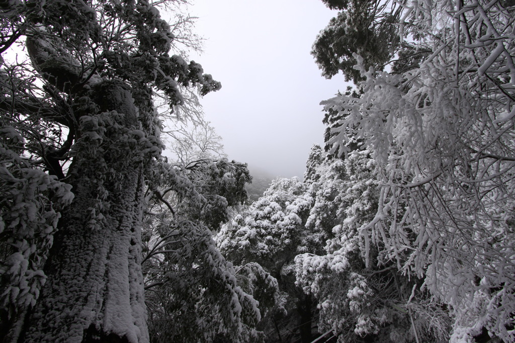 大山～大山寺手前