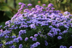 花菜ガーデン平塚