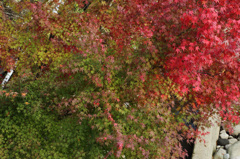 箱根紅葉1