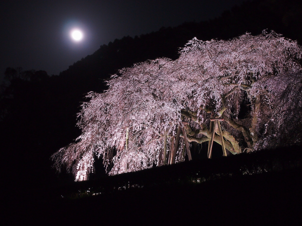 月夜に浮かぶ華