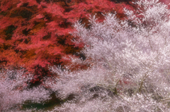 秋彩に白き華咲く