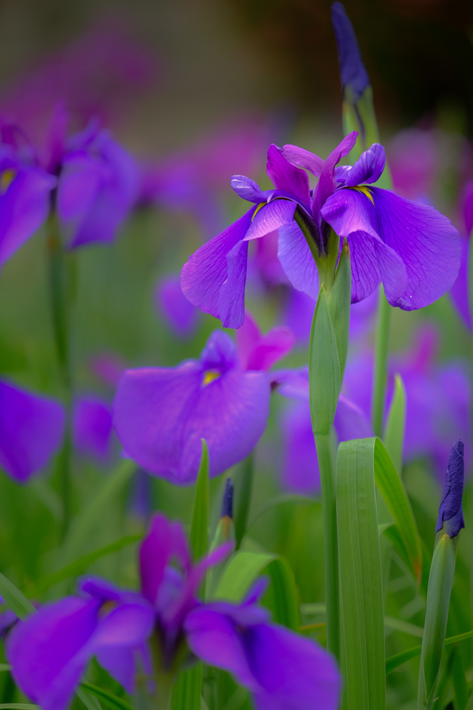 花便りⅡ