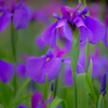 花便りⅡ