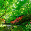 京の新緑めぐり２