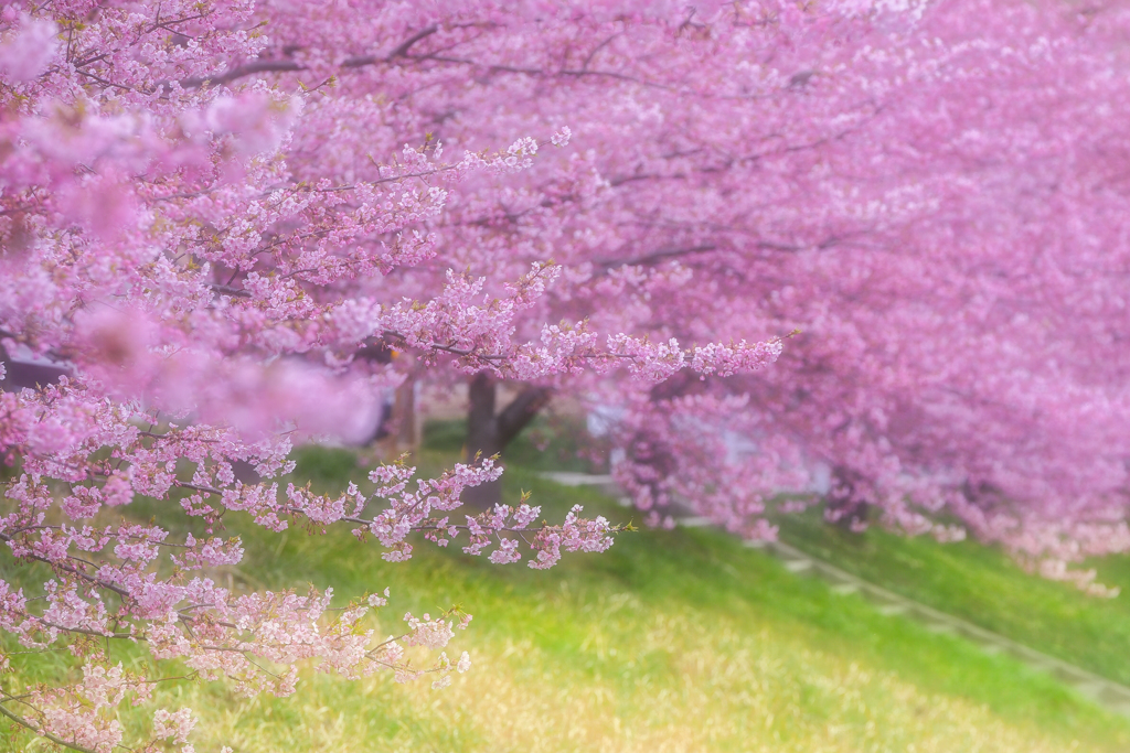 春爛漫