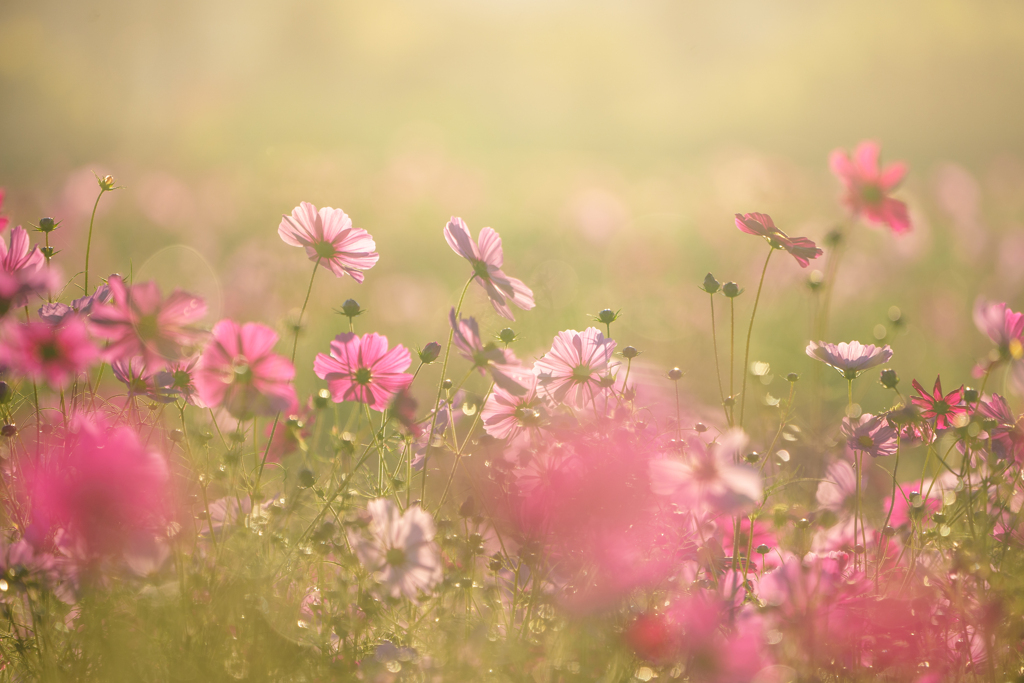 朝日浴びる秋桜