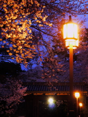 桜夜景