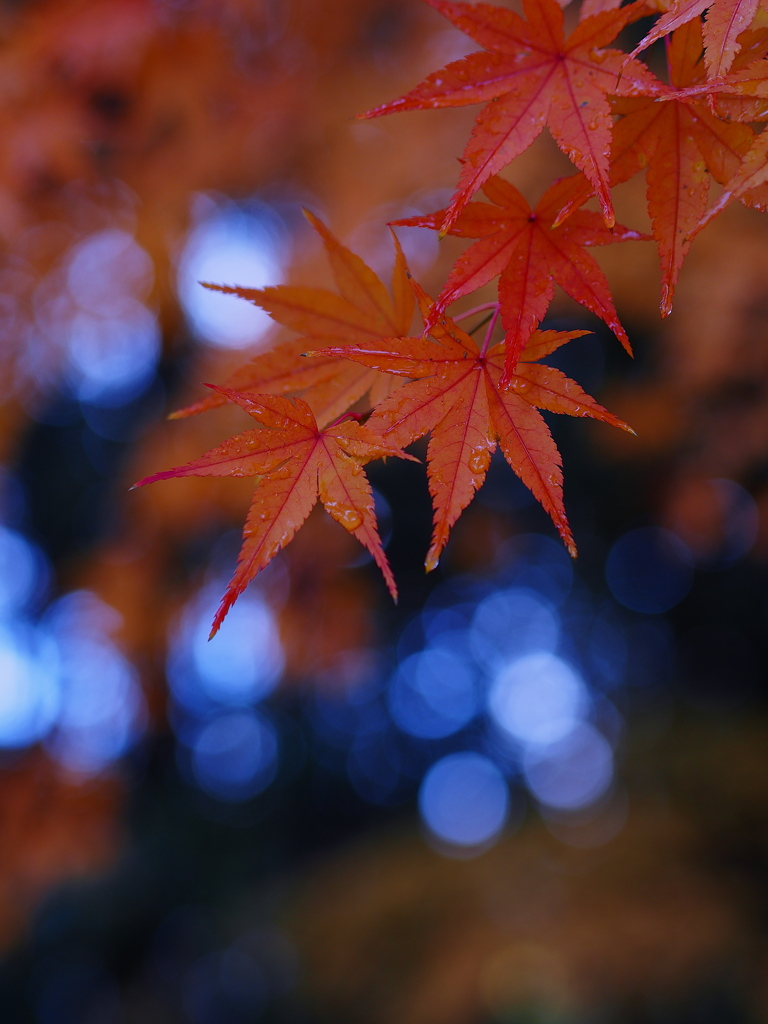 秋模様②