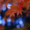 秋模様②