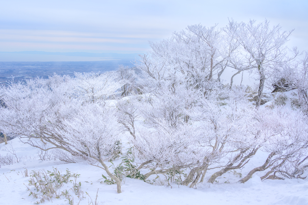 樹氷Ⅱ