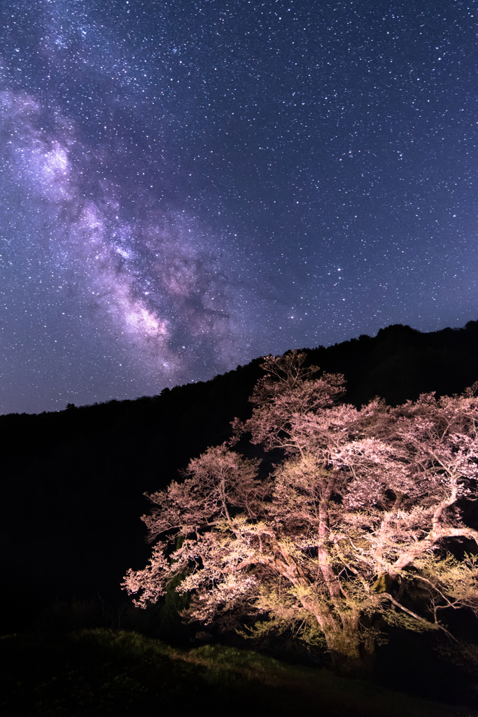 銀河望む駒桜