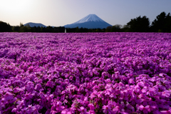 芝桜と富士