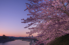 夜明け色の桜並木