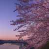 夜明け色の桜並木