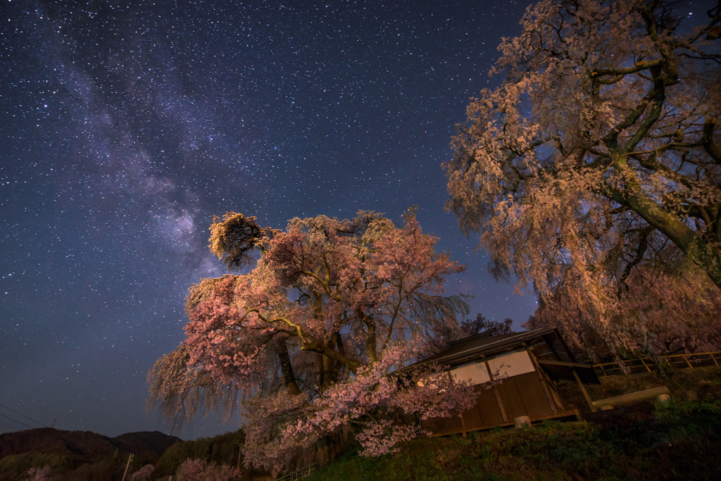 枝垂れ桜に昇る銀河