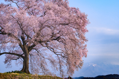 わに塚の桜