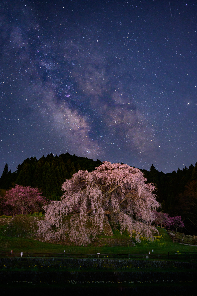 又兵衛桜