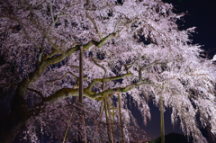 1300年の時を経て