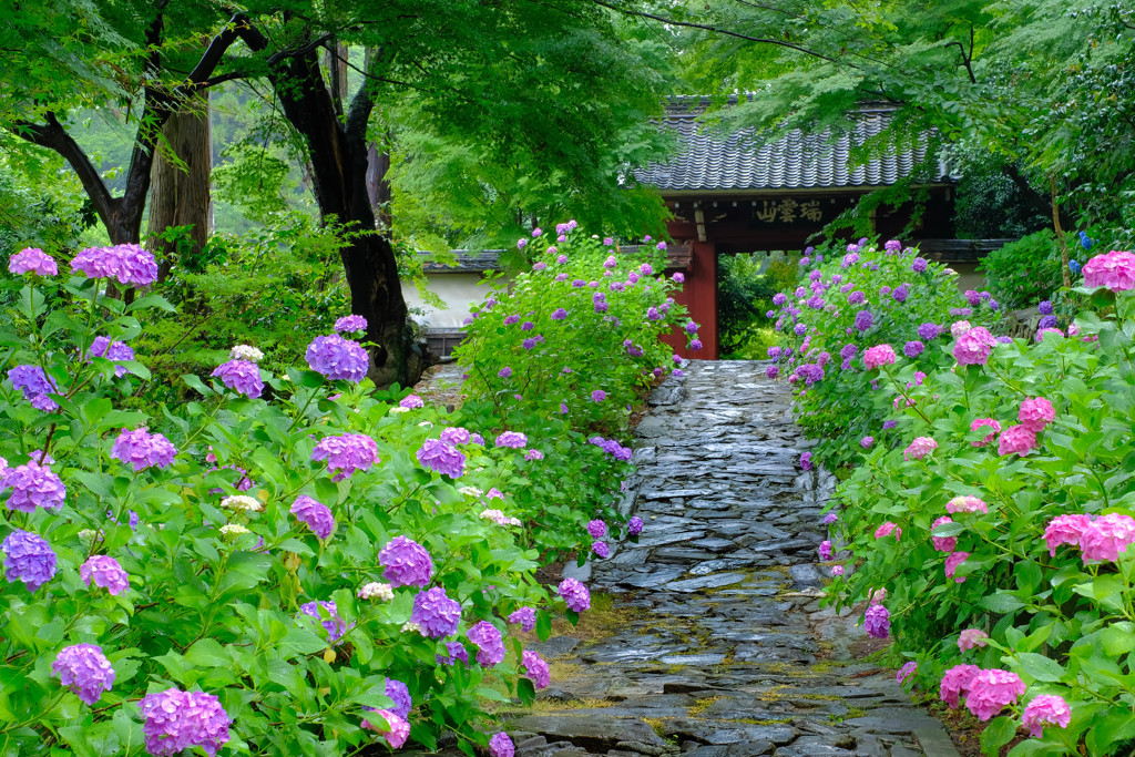 紫陽花参道