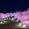 夜に浮かぶ枝垂れ梅