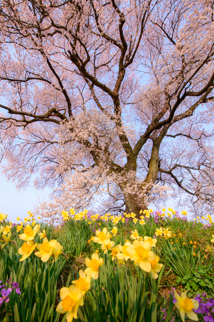 わに塚の桜Ⅱ