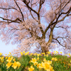 わに塚の桜Ⅱ